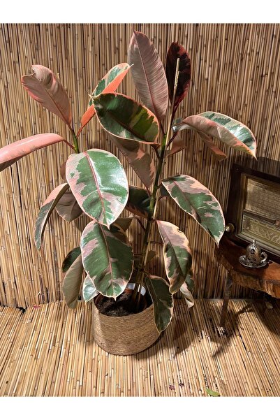 SENA BOTANİK VE ÇİÇEK Ficus Elastica Belize Alacalı Kauçuk Bitkisi Tek Gövde ...