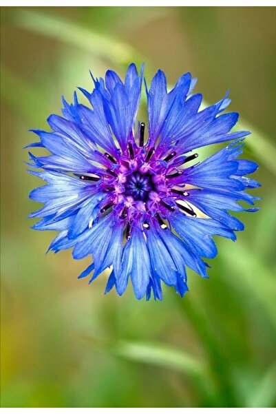 ŞAFAK PEYZAJ TOHUMCULUK Peygamber Çiçegi ( Mavi Kantaron) Tohumu 20 Adet