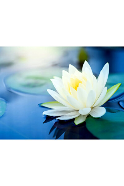 Bade Shop 3 Adet Beyaz Renk Lotus (Nilüfer) Çiçeği Tohumu