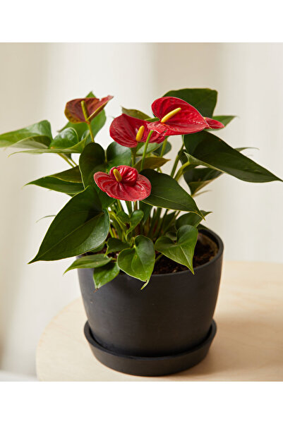 Byaysima Anthurium Ithal Kırmızı Antoryum Filamingo Canlı Saksıda Ev Ofis Salon Bitkisi.