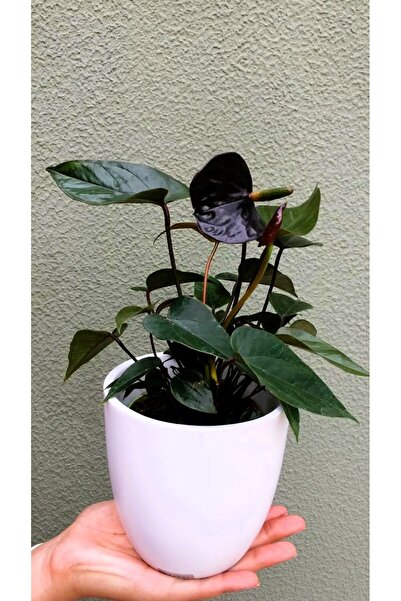 Byaysima Antoryum Siyah Midi Boy Canlı İç Mekan Salon Bitkisi