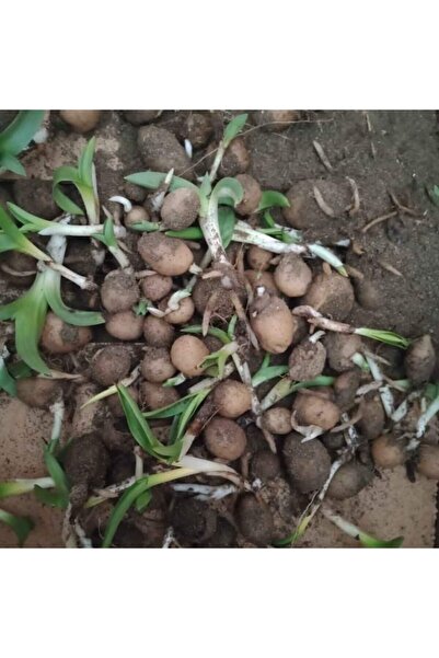 Alanyatropikal Türkiye'nin Salepcisi Salep Yumrusu 10 Adet Yumru Olarak Gönderim Yapılacaktır.