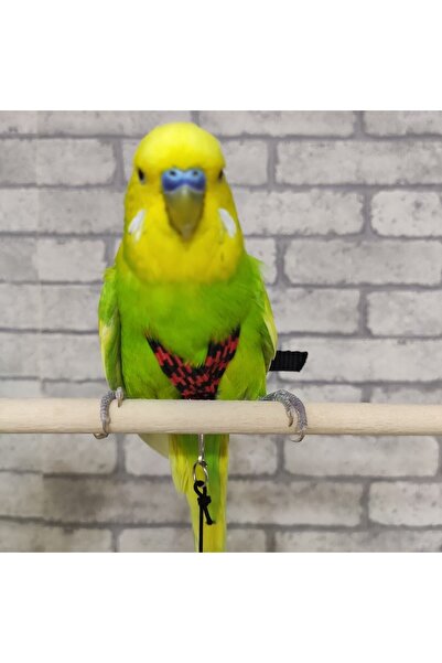 ozzipetshop Muhabbet Kuş Tasmasi + Süpriz Hediye