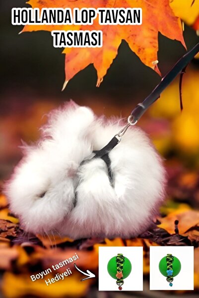 ozzipetshop Hollanda Cüce Tavşan Tasması 500-1750 gr - Ayarlanabilir, Boyun T...