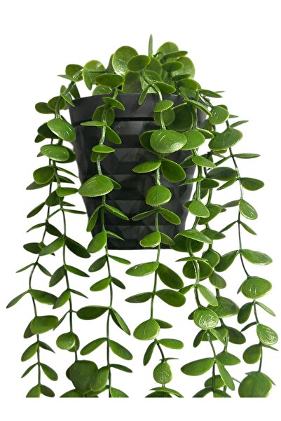 Lilac Home Yapay Çiçek Siyah Yalı Saksılı Dere Taşı Detaylı Yeşil Okaliptus