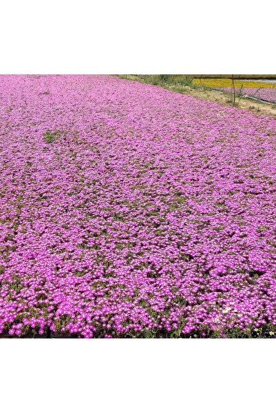 Nura Botanik Acem Halısı Mezar Çiçeği 15 Adet