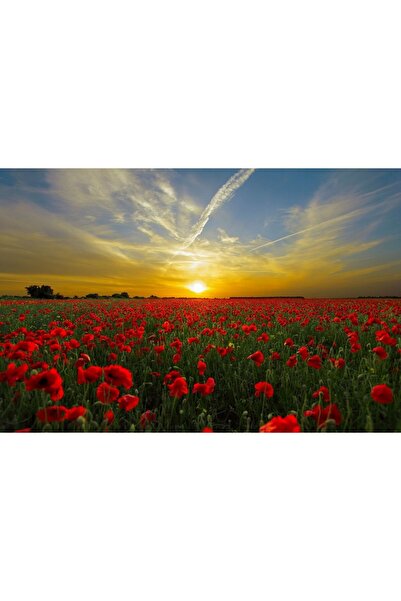 ve Tablou Canvas, Camp de maci la apus, 60 x 45 cm, Rama lemn, Multicolor