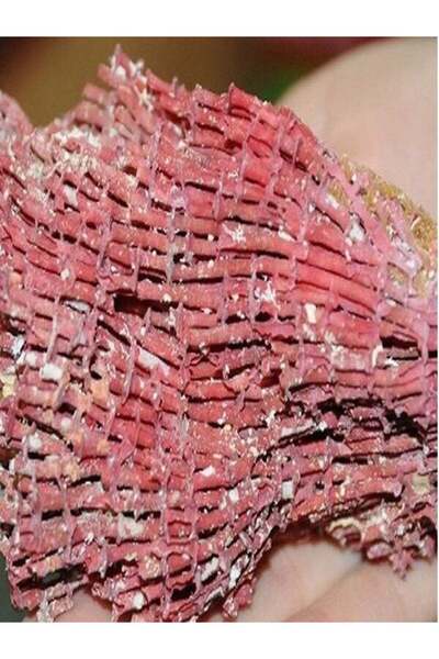 Aktarzane Yedi Kardeş Kanı 50gr