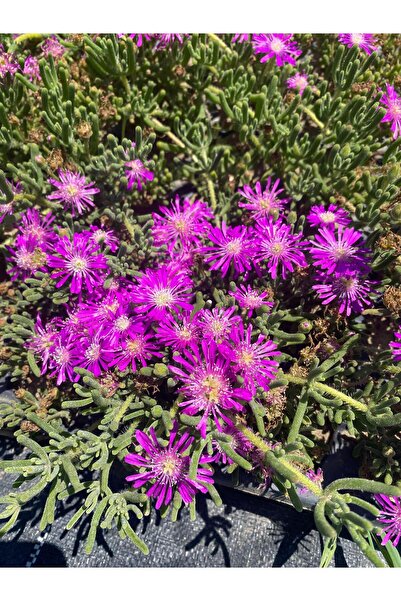 Nura Botanik 10 Adet Acem Halısı Fidesi (MEZEM-MEZAR ÇİÇEĞİ) Viyolde Yer Örtücü