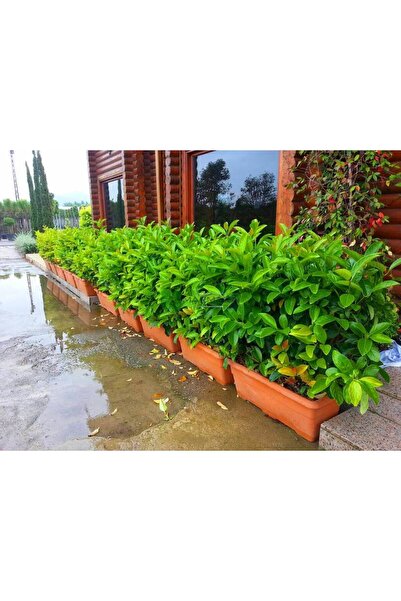 Florin Garden Parlak Yapraklı Çit Bitkisi Lucidum Kartopu 4 Adet 80-100cm
