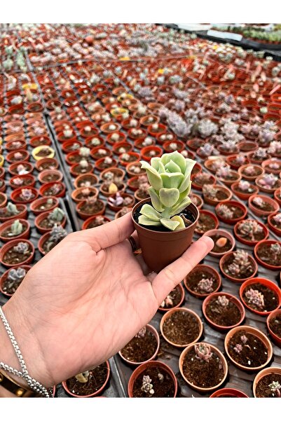 FİDEİSTE Echeveria Graptoveria Lovely Rose ( Meksika gülü) Sukulent 5,5 cm saksı