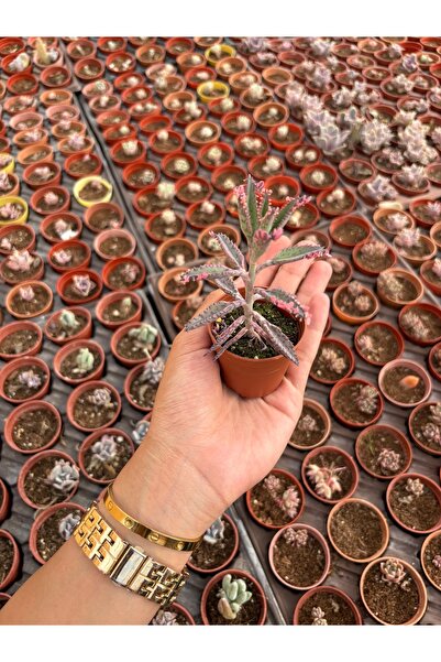 FİDEİSTE Kalanchoe Pink Butterfly ( Aşkın Gözyaşı) Sukulent 5,5 cm saksı