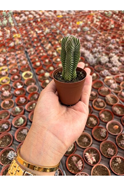 FİDEİSTE Crassula Buddha’s Temple Sukulent 5,5 cm saksı