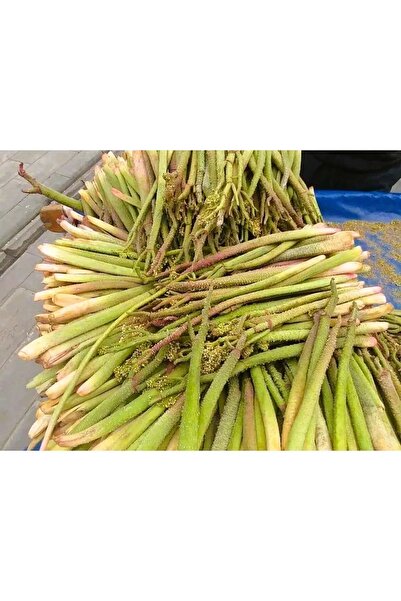 SELKUR Işkın, Yayla muzu, Işkın otu 1KG(TAZE-YENİ MAHSÜL)