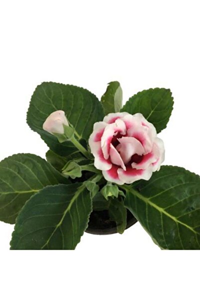 serada decor & plant Gloxinia - Bardak Menekşesi (pembe - Beyaz Çiçekli)