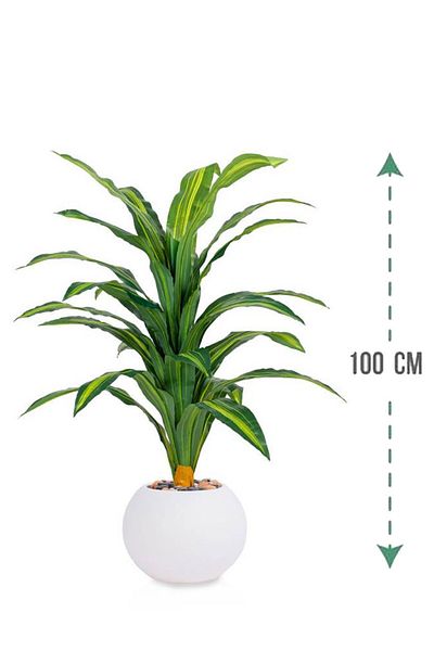 Generic Green corn tree in a circular plastic container