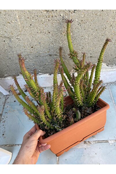 KaktüsAkademisi Büyük Boy 2’li Çok Dallı Şato Kaktüs