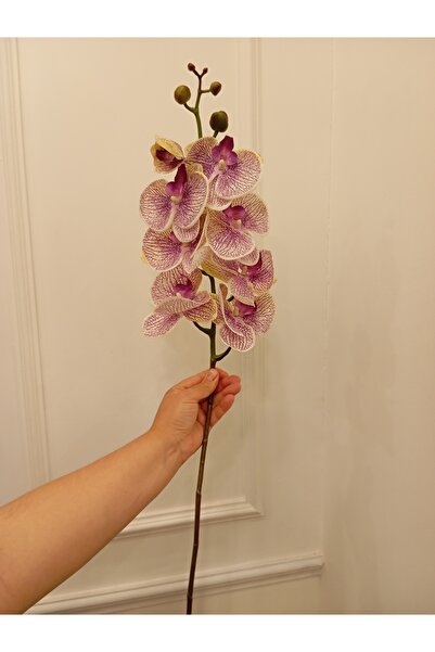 Orkide Çok Renkli Islak Gerçek Dokulu