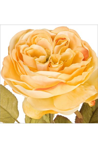 Bizzotto Artificial cream English rose 30 h