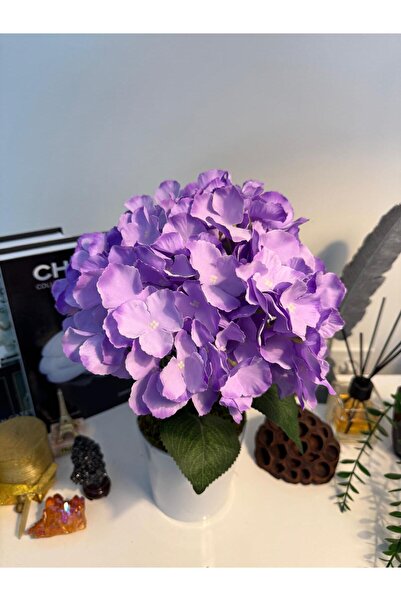 MY LOVE ÇİÇEKÇİLİK زهرة الكوبية الأرجوانية في وعاء سيراميك أبيض