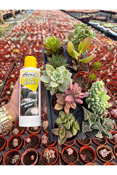 Wallstar 10 Sukulent 5,5 cm saksıda +225ml kaktüs besini HEDİYE