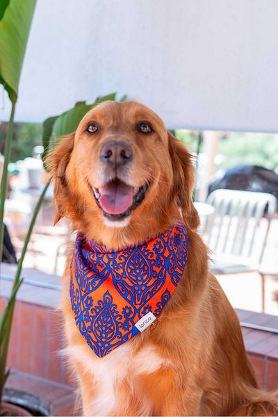 Lorico Dog Snap Fastener Patterned Scarf/Bandana