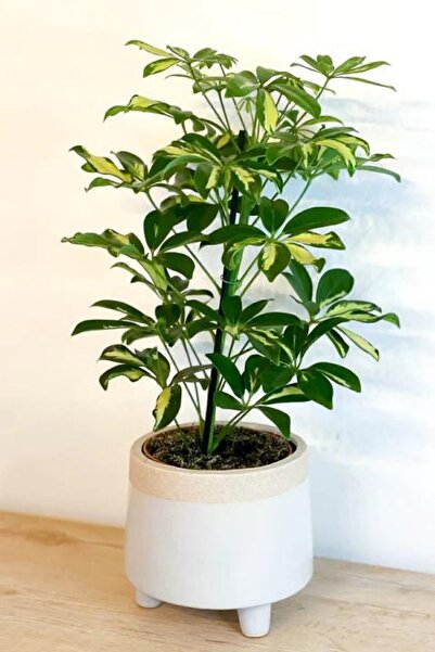 SENA BOTANİK VE ÇİÇEK Schefflera 80 - 100 Cm Tek Gövdeli Alacalı Şeflera Özel...