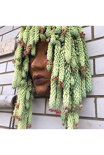 cantropikal Sedum Morganianum Sivri Yapraklı Bordo Çiçek Açan Sarkan Sukulent