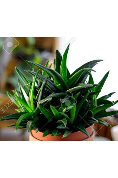 cantropikal Aloe Black Gem - Koyu Yeşil Yapraklar - Sukulent