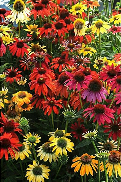 ŞAFAK PEYZAJ TOHUMCULUK Ekinezya Tohumu Karışık Renk 30 Adet