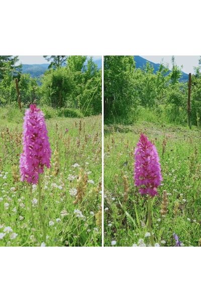 Genel Markalar Salep Yumrusu 200 Ad Serapies,arılı,kum Salep Yumru Gönderimi Yapılacaktır