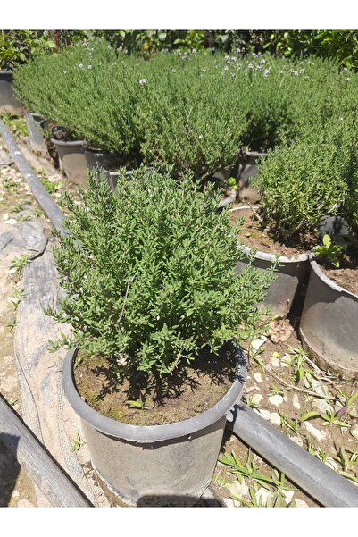Florin Garden Yemeklerde Kullanılan 1 Adet Kekik Fidanı 10-20cm Balkon Ve Bah...