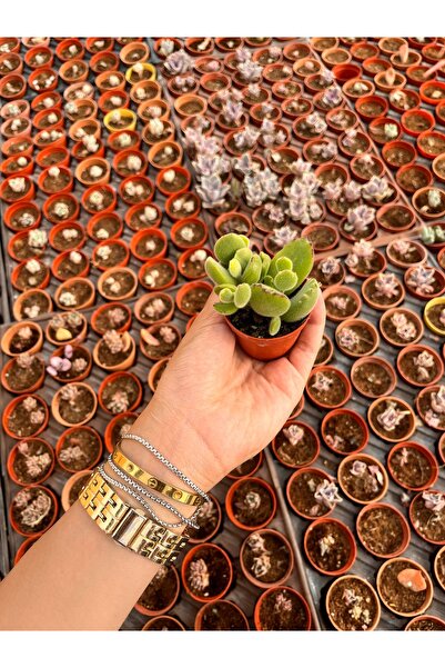 FİDEİSTE Cotyledon Tomentosa (Ayı Pençesi) 5,5 cm saksı