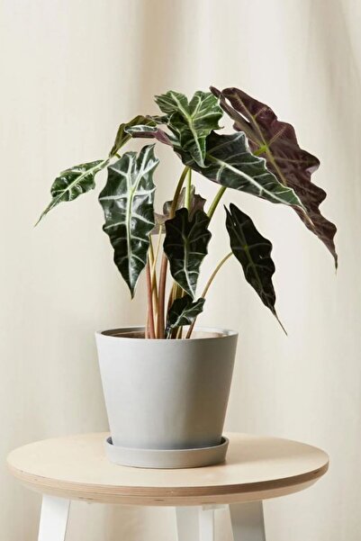 Garden Online Alocasia Polly - Fil Kulağı Canlı Salon Bitkisi 40 - 50 Cm