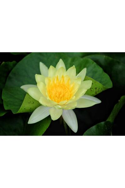 variegataseeds 3 Farklı Lotus Çiçeği Tohum Nilüfer Çiçeği Tohumu Lotus Tohumu