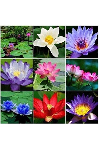variegataseeds 3 Farklı Lotus Çiçeği Tohum Nilüfer Çiçeği Tohumu Lotus Tohumu