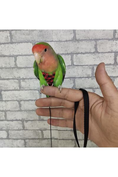ozzipetshop Cennet Papaganı Tasması Kırmızı Siyah + Süpriz Hediye