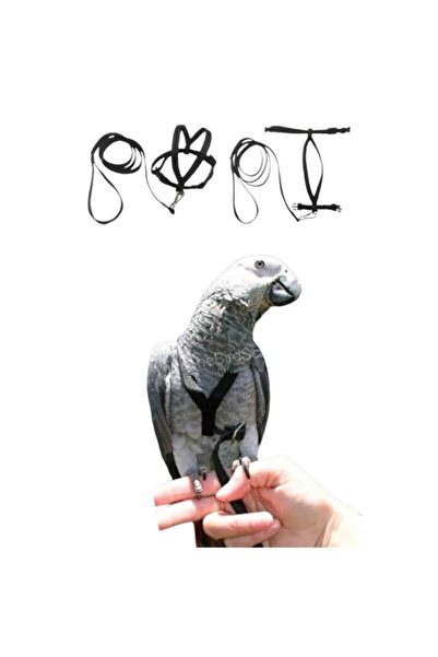 ozzipetshop Jako Papagan Tasma