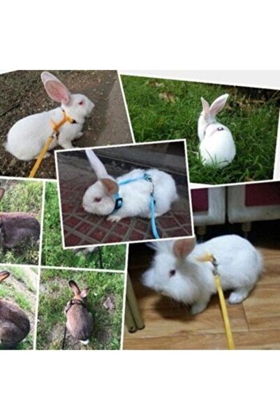 ozzipetshop Konforlu Tavşan Tasması - Yumuşak Kayışlı Ve Ayarlanabilir Boyutlu