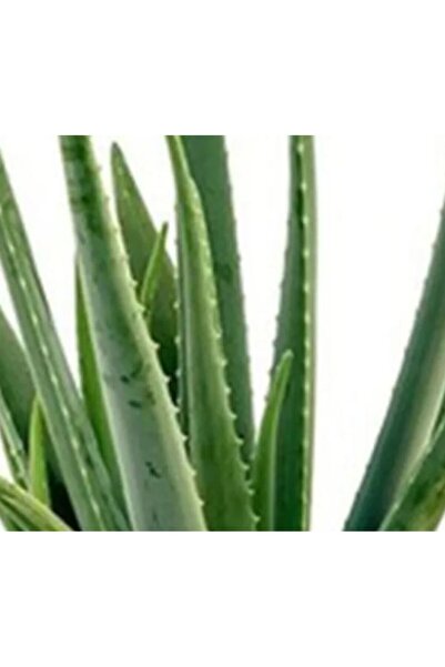 Aloe Vera Bitkisi 15-20 cm 1-2 Yaş (Dekoratif Plastik Saksıda)