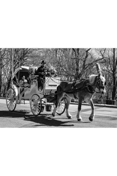 ve Tablou Canvas,Caleasca trasa de cal, 60 x 40 cm, Rama lemn, Alb/Negru