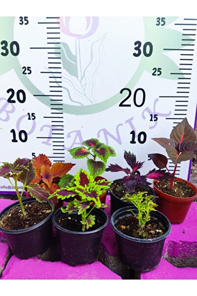 Zambak 5'li Farklı Çeşit Yaprak Güzeli Seti (COMMON COLEUS) - Renkli Yapraklı...