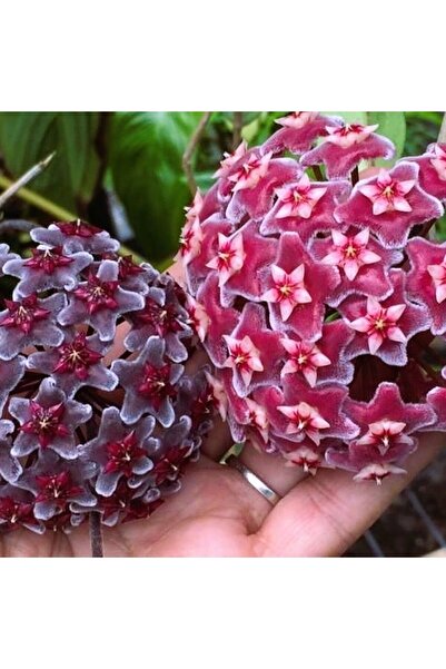 Aysima Çiçekevi 2.Adet Gelişmiş Mum Çiçeği 40,50 Cm Kırmızı,Siyah Hoya Carnos...