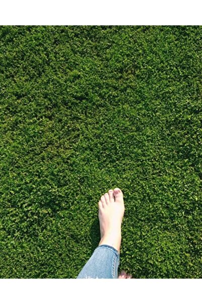 Amasya Natural Garden Bermuda (Cynodon–Uganda–Köpek dişi ayrığı) kuraklığa da...