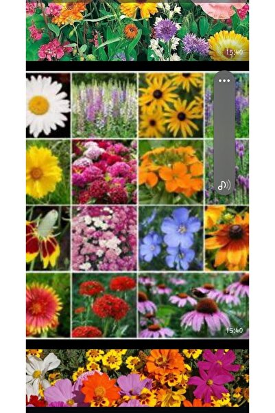 şengülca 20 Adet Sürpriz Karışık Balkon Bahçe Çiçeği Tohumu