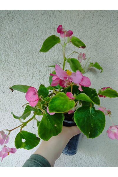 SARMASK Seker Begonyasi (pembe )10-20cm