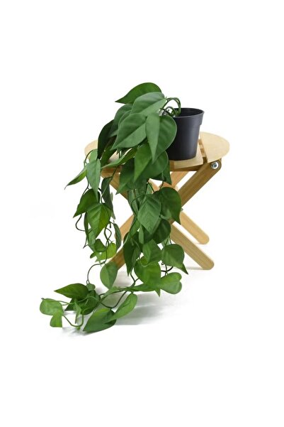 DRAMA HOME نبات صناعي في آنية متدلي داخلي/خارجي