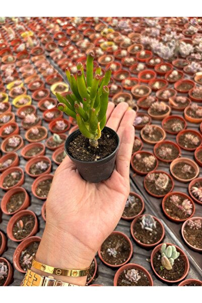 FİDEİSTE Crassula Ovata Gollum ( Shrek kulağı) Sukulent 5,5 cm saksı