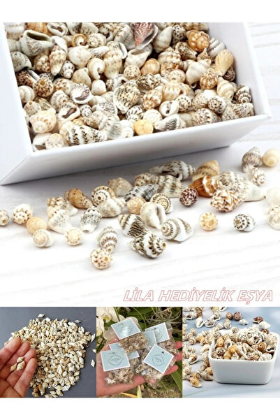 LilaHediyelikEşya 250 Adet Doğal Deniz Kabuğu ( Nassa Shell ) Akvaryum Süsleme Hobi El Sanatları.