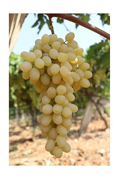 Genel Markalar Sultaniye Üzüm Fidanı Çekirdeksiz 10-20 cm